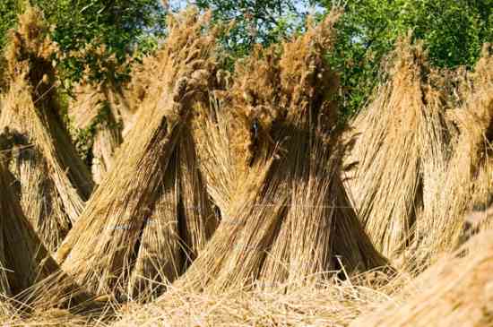 Straw is a common material used for natural building.
